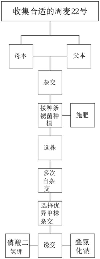 一種新品種小麥28號培育方法與流程