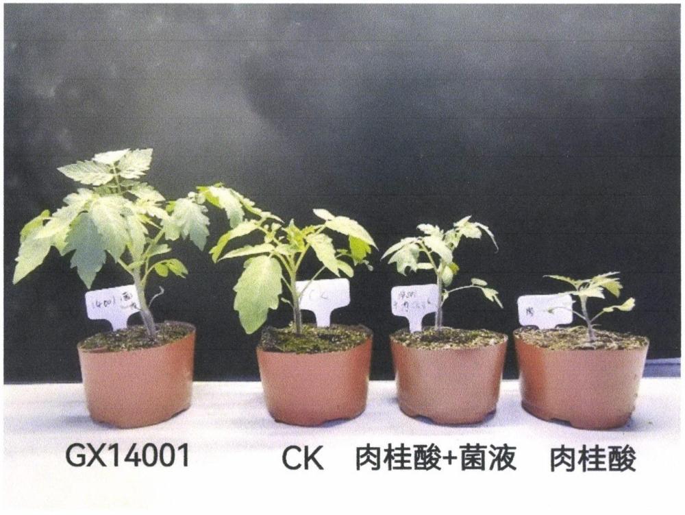 一株對自毒物質肉桂酸有降解作用的橙色微桿菌及其應用