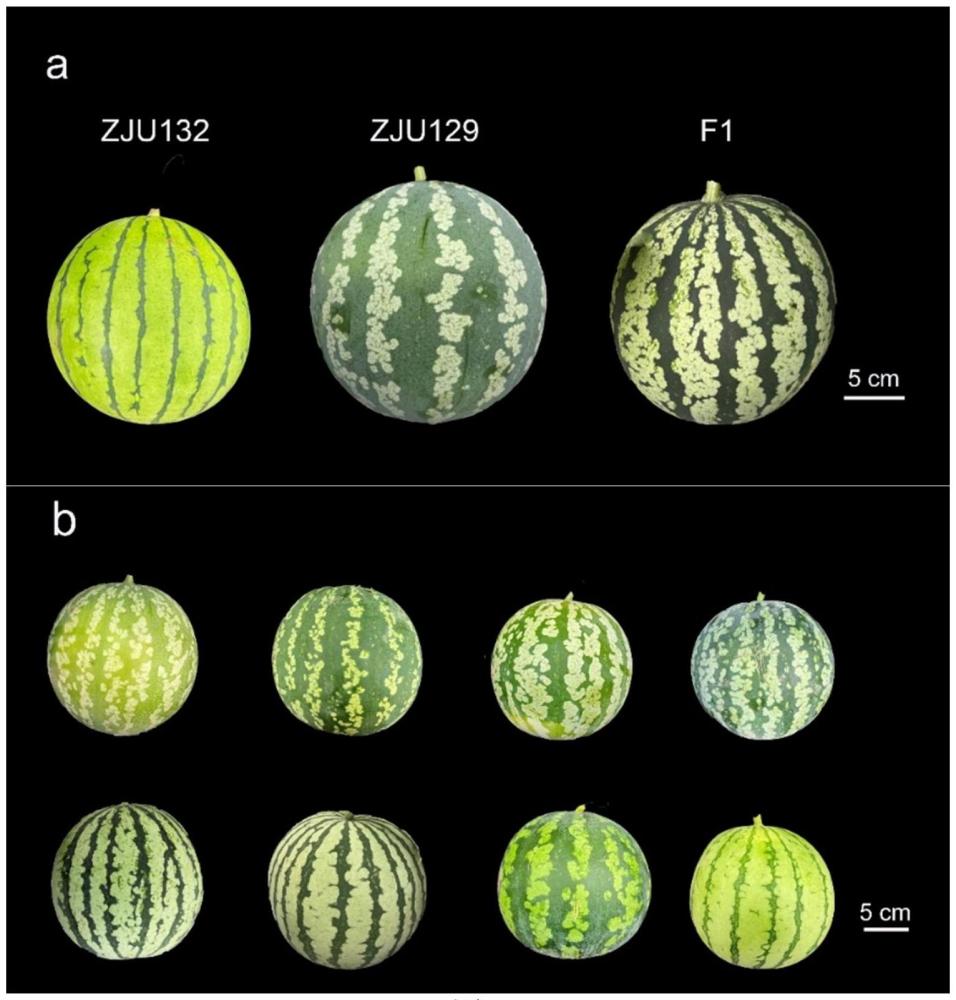 西瓜果皮花斑性狀的KASP分子標(biāo)記及其用途