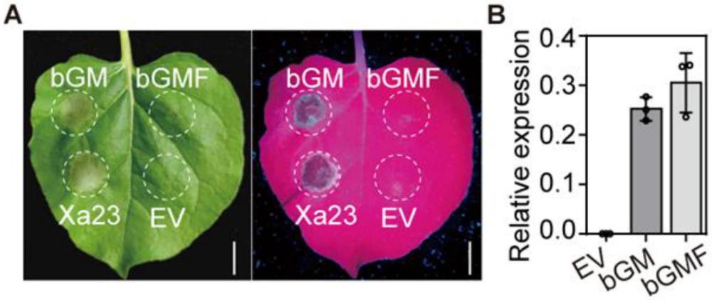 細(xì)菌蛋白bGM提高植物抗病性的應(yīng)用