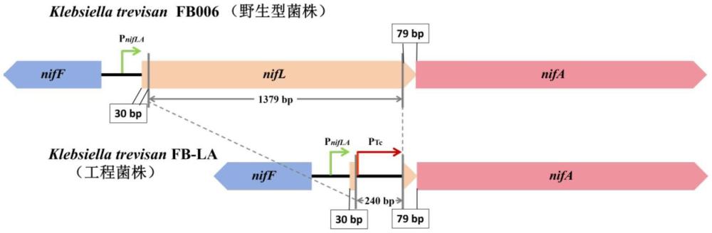 變棲克雷伯氏菌工程菌株FB-LA及其構(gòu)建方法和應(yīng)用與流程