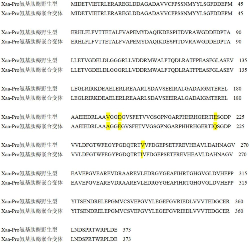 一種Xaa-Pro氨基肽酶嵌合變體及其應(yīng)用的制作方法
