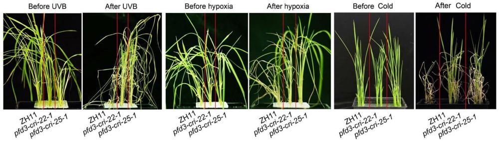 OsPFD3基因在提高水稻紫外、低溫和低氧脅迫抗性中的應(yīng)用