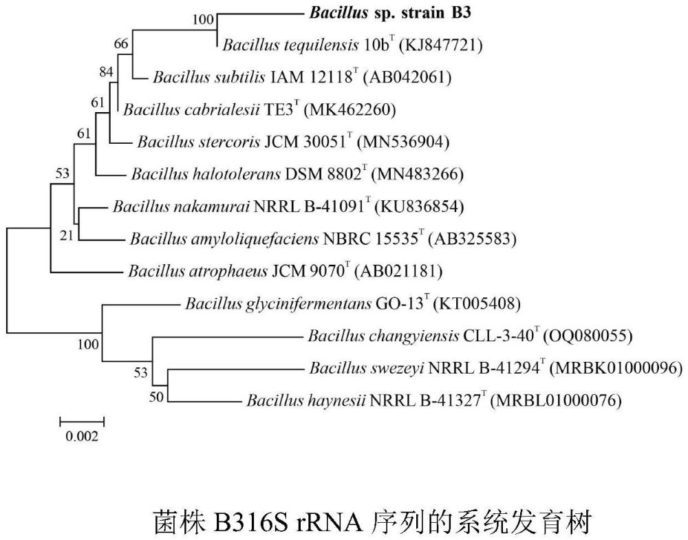 一種具有耐鹽能力的芽孢促生菌株B3分離篩選方法