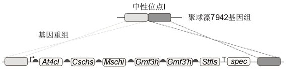 一種重組藍藻及其生物催化生產槲皮素的方法與流程