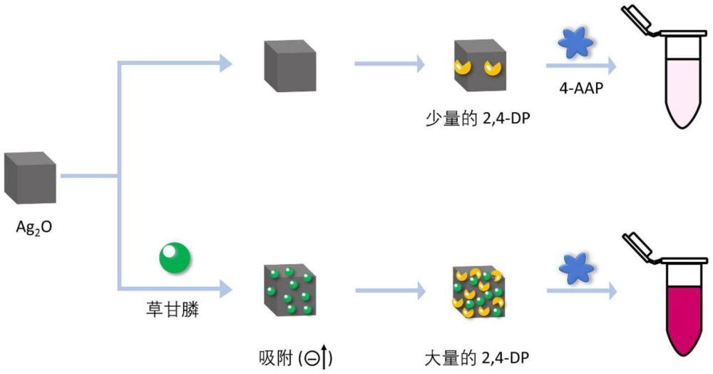 基于增強立方體氧化銀漆酶活性的草甘膦比色快檢方法與流程