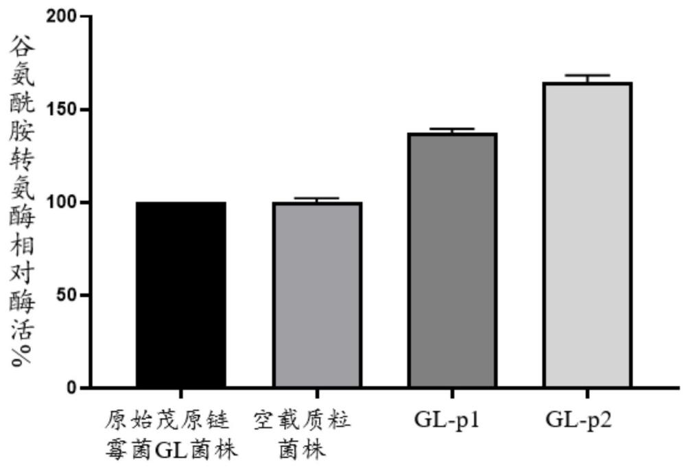 一種增強(qiáng)secD和ftsY基因轉(zhuǎn)錄水平的谷氨酰胺轉(zhuǎn)氨酶高產(chǎn)菌株及其制備方法