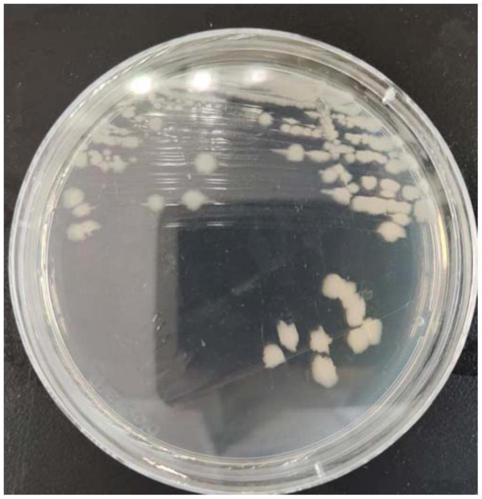 一種枯草芽孢桿菌及其應用的制作方法