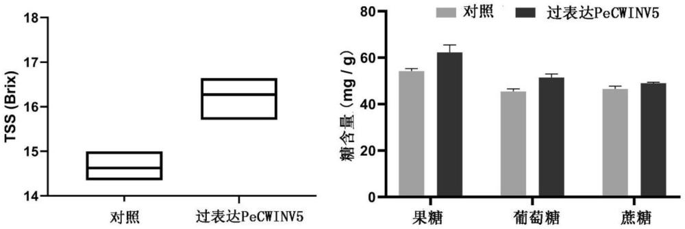 西番蓮PeCWINV5基因及其應(yīng)用