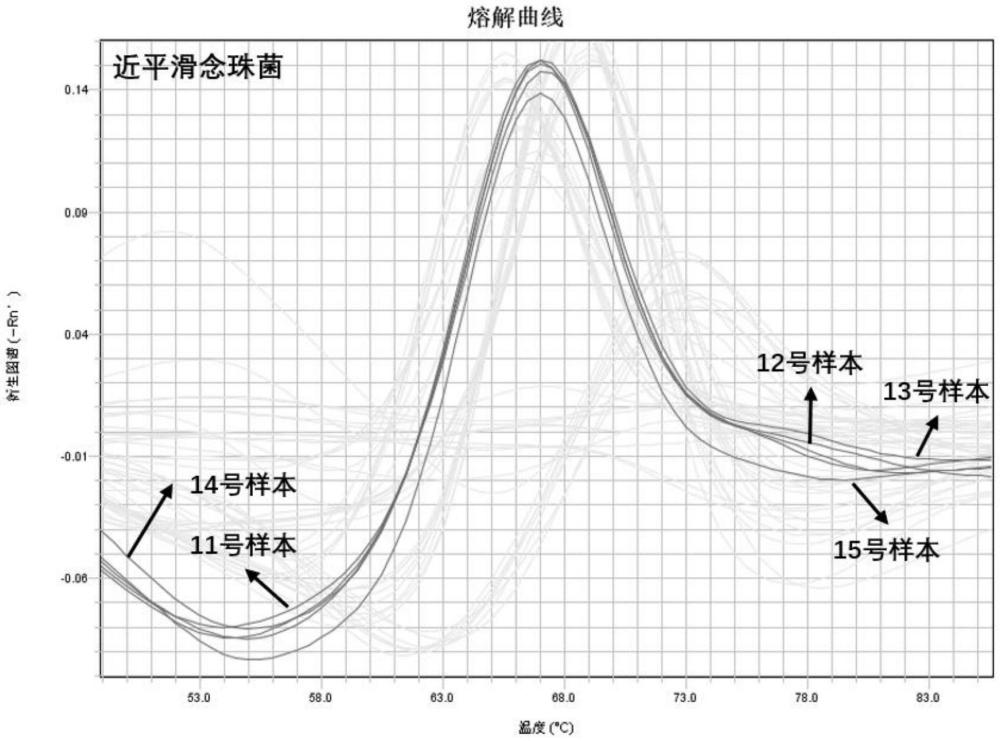 用于檢測近平滑念珠菌的引物探針組合及其試劑和試劑盒的制作方法