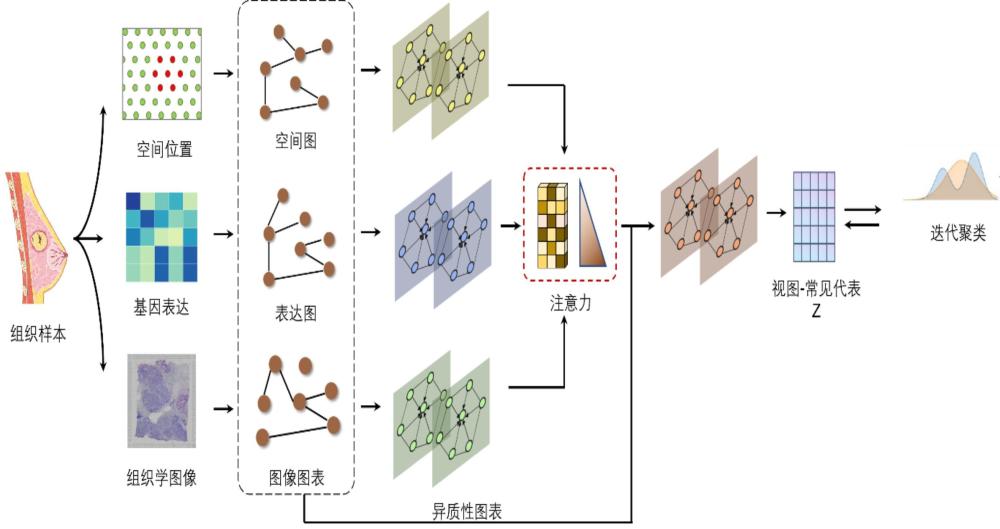 一種基于異質圖的空間多組學技術空間域識別方法及系統(tǒng)