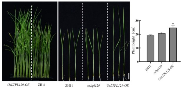 水稻OsLTPL129基因及其應(yīng)用