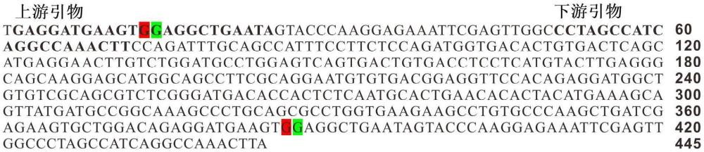 环状RNA circRere的用途