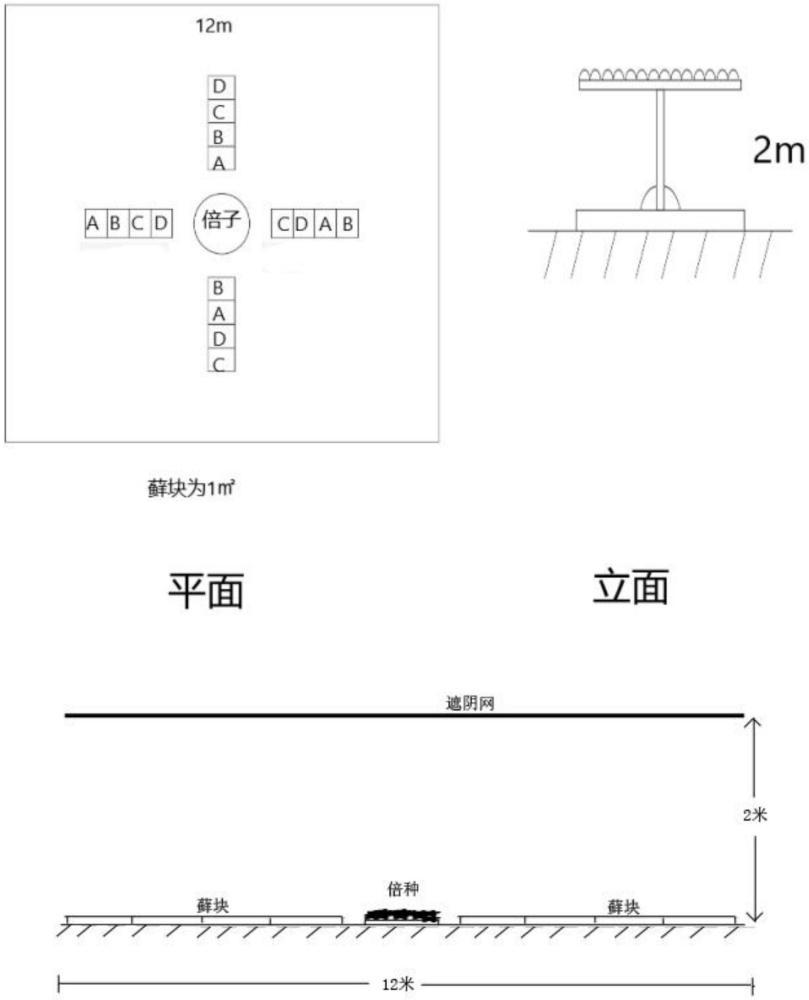 多褶青藓在作为肚倍蚜枣铁亚种和蛋铁亚种冬寄主方面的应用及具体方法与流程