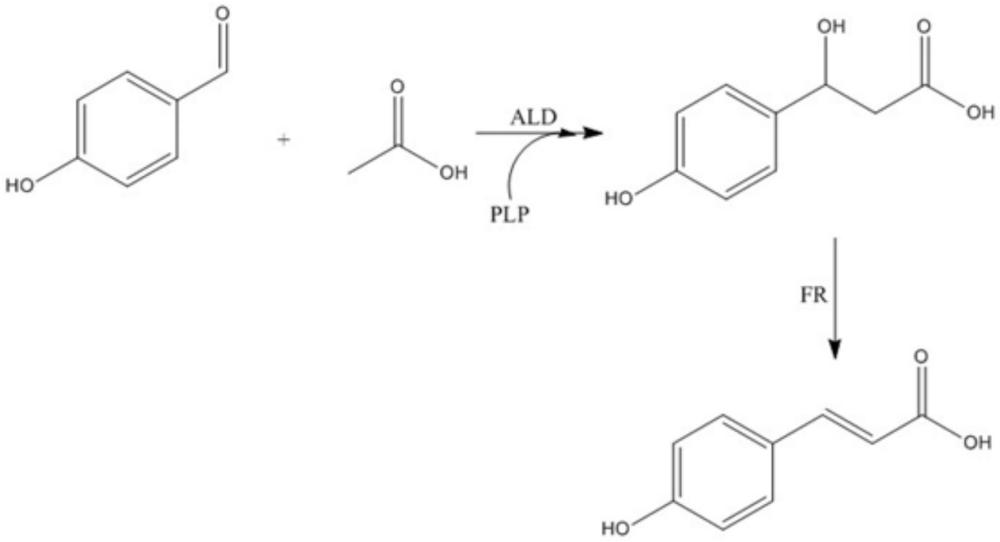 一种生产对羟基肉桂酸的方法与流程