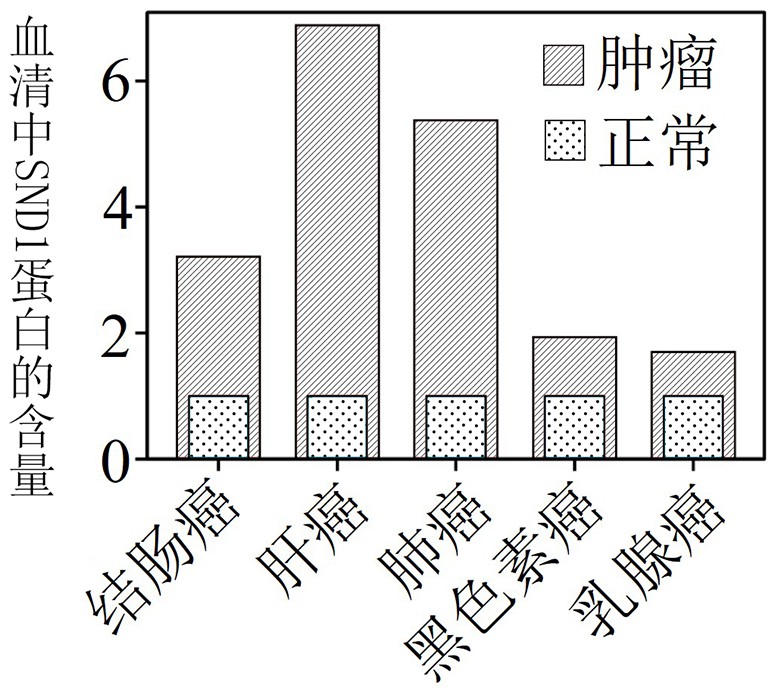 一種SND1蛋白的試劑盒及其應用