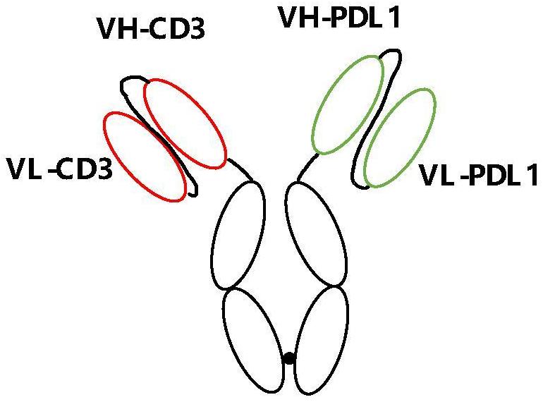 靶向PDL1和CD3的双特异性抗体及其应用的制作方法