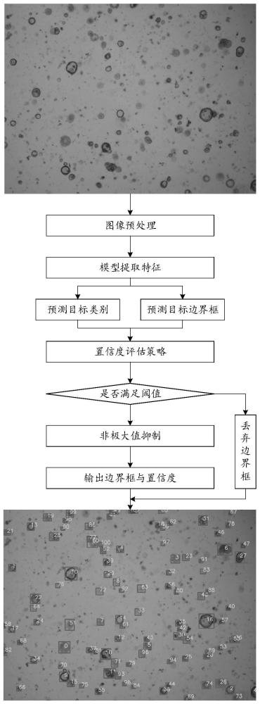 体外三维器官模型的自动识别方法及相关设备与流程