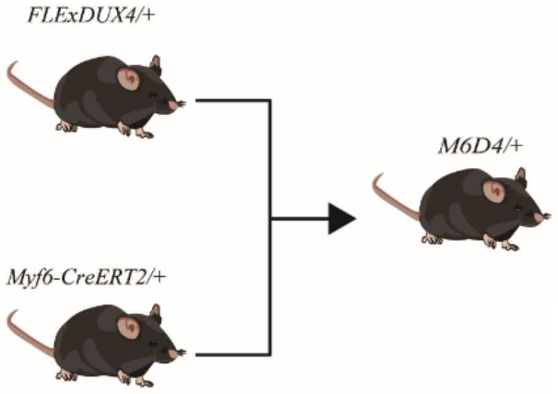 一種M6D4/+雙轉(zhuǎn)基因小鼠模型的構(gòu)建方法及其應(yīng)用與流程