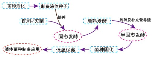 一种兼具液体菌种和固体菌种特性的食用菌固化菌种的制备方法