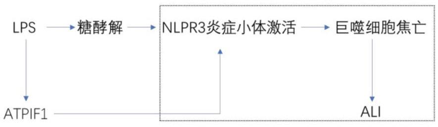 一种巨噬细胞焦亡的研究以及抑制方法