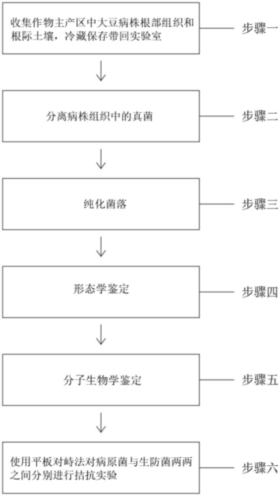 一种防治豆科植物根腐病的生防制剂