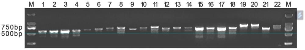 一种鉴定铁皮石斛的分子标记SH6、方法和试剂盒