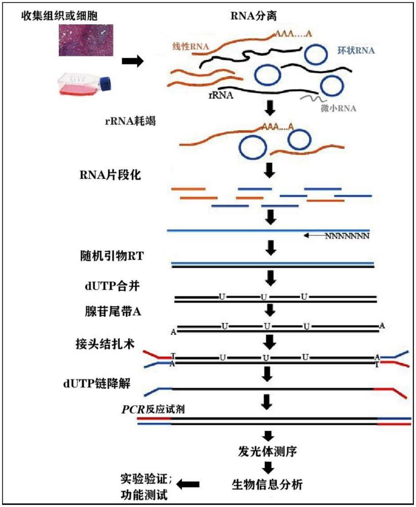 circRNA/lncRNA编码的多肽作为分子标志物在制备评估胶质瘤U87化疗疗效和预后试剂中的用途的制作方法