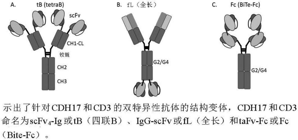 雙特異性抗體組合物及其使用方法與流程