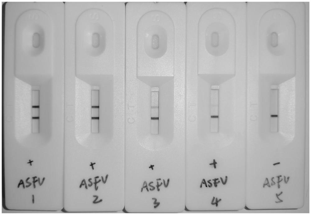 一种用于检测非洲猪瘟病毒P72蛋白的检测卡