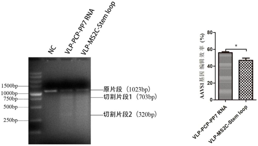 基于PP7 RNA茎环结构的高效VLP载体及其用于递送mRNA的制作方法