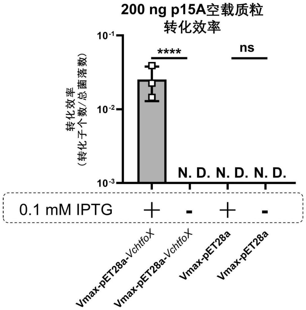 一種用于提高細(xì)菌自然轉(zhuǎn)化效率的基因及其應(yīng)用方法