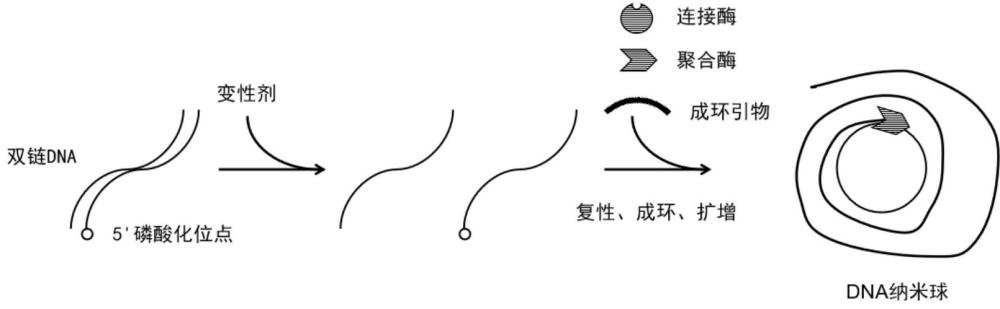滚环扩增的方法以及DNA纳米球的制备方法与流程
