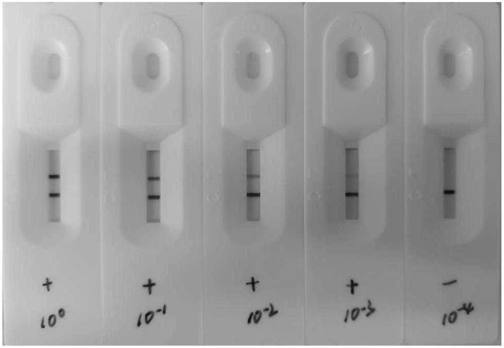 一種用于檢測(cè)非洲豬瘟病毒P72蛋白的膠體金檢測(cè)卡
