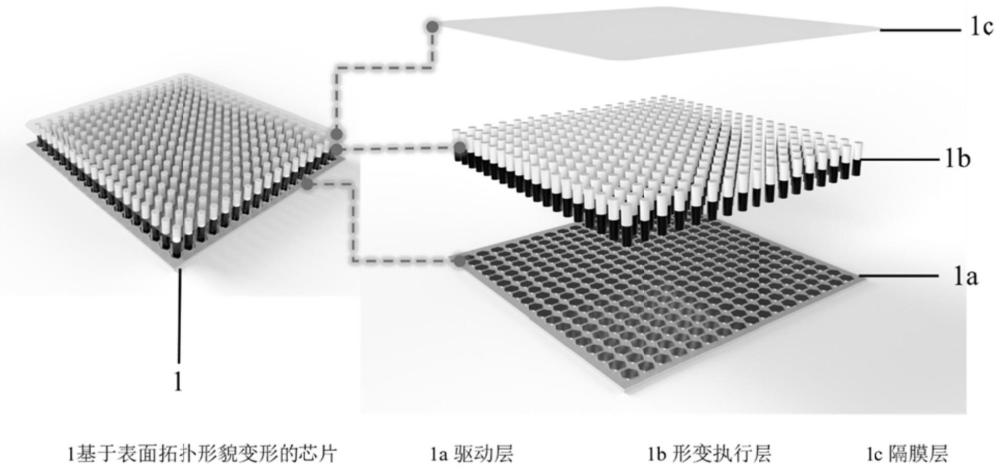 可動態(tài)、程序化調(diào)節(jié)表面拓撲形貌變形的柔性執(zhí)行系統(tǒng)及應(yīng)用