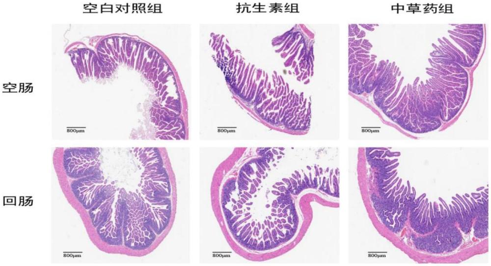 一種添加復(fù)方中草藥改善肉兔生長(zhǎng)性能及腸道健康的飼料