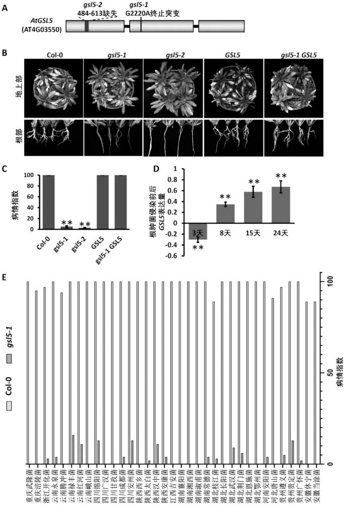 十字花科作物GSL5基因在根腫病抗性改良中的應(yīng)用