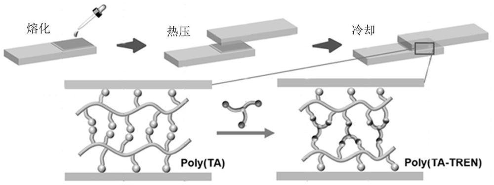 一种闭环可回收的无溶剂生物基粘合剂及其制备方法和应用