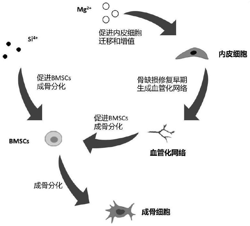 一种再生骨支架及其制备方法和应用