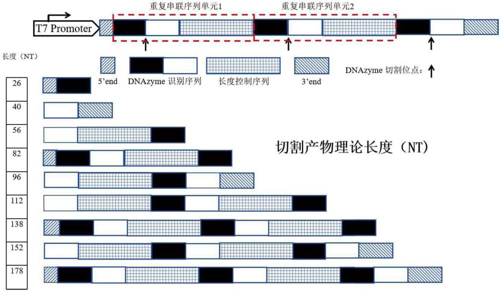 一種用于小片段RNA檢測的標(biāo)準(zhǔn)品及制備方法與流程