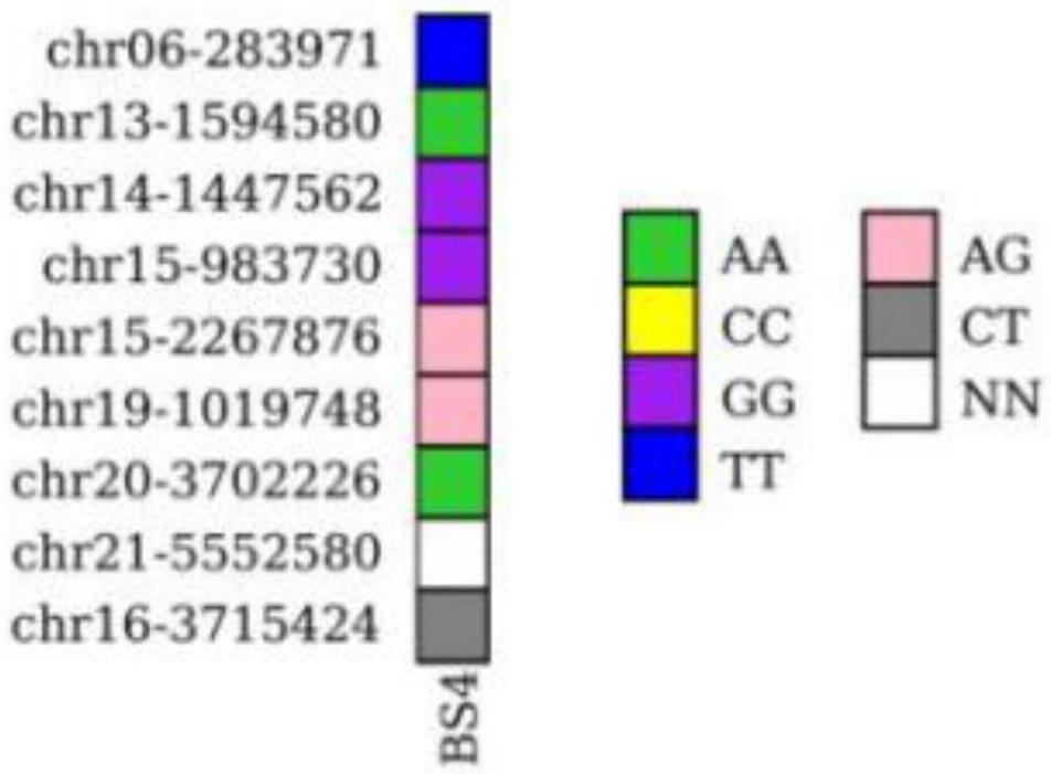 一種煙色離褶傘菌株SLL-3的KASP標(biāo)記指紋圖譜的構(gòu)建方法及應(yīng)用