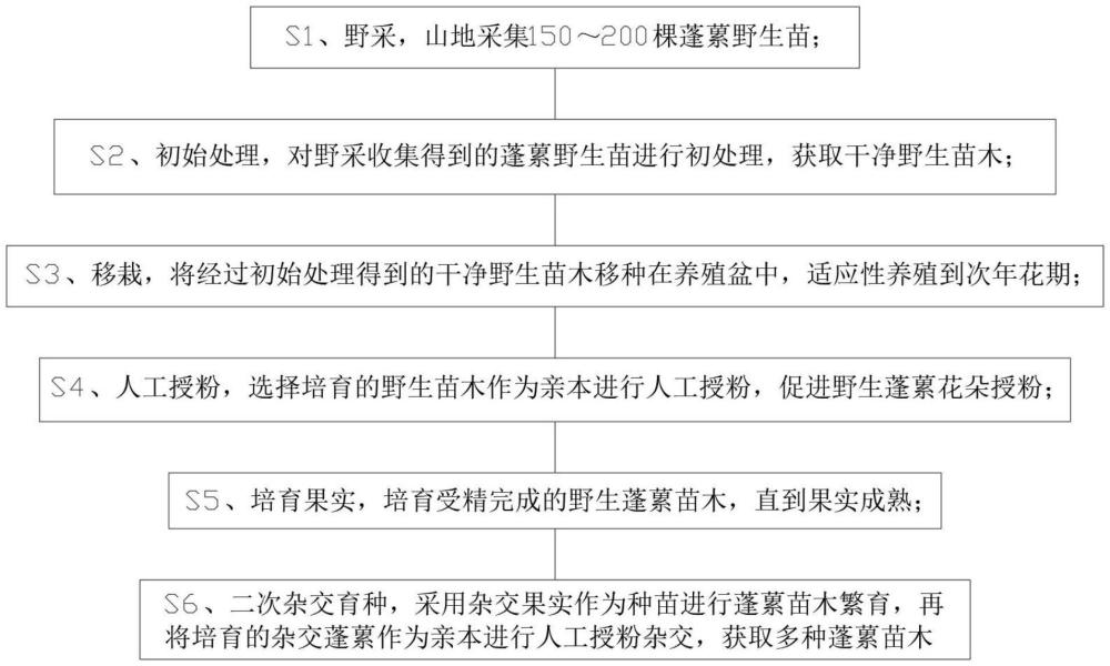 一種蓬蘽的培育方法與流程