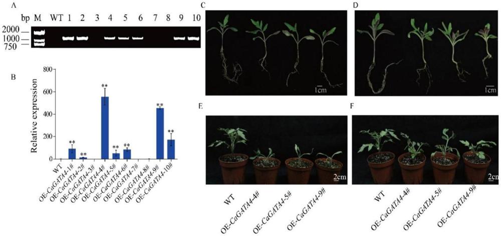 CaGATA4基因在調(diào)控植物分生組織發(fā)育中的應(yīng)用