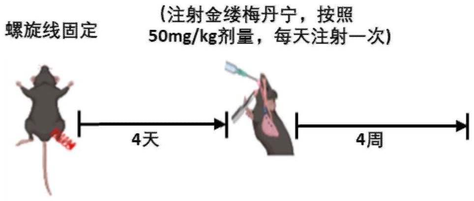 金缕梅丹宁在制备治疗肌肉萎缩疾病药物中的应用