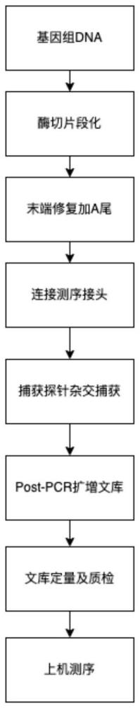 一种新生儿常见遗传病基因检测试剂盒及其应用