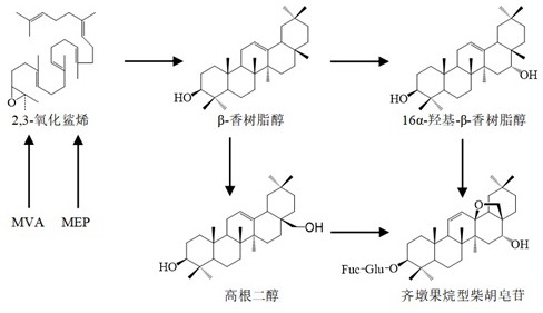 一種柴胡細胞色素P450氧化酶基因及應(yīng)用