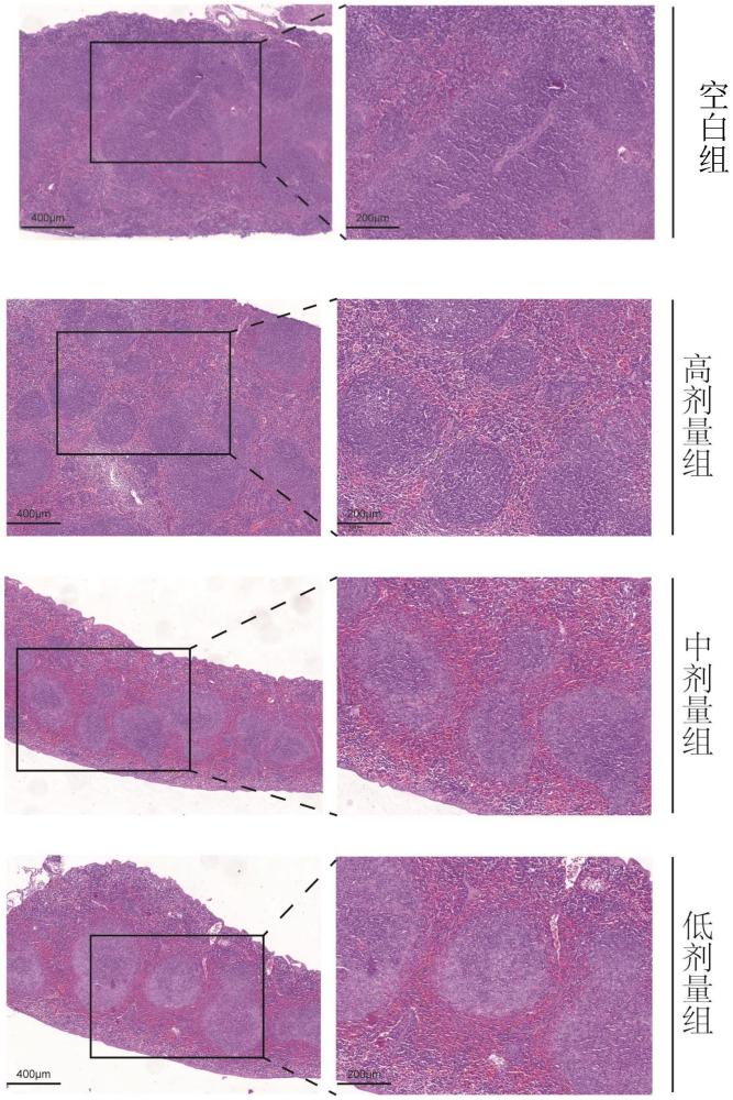 一種提高免疫力的藥物及其制備方法與流程