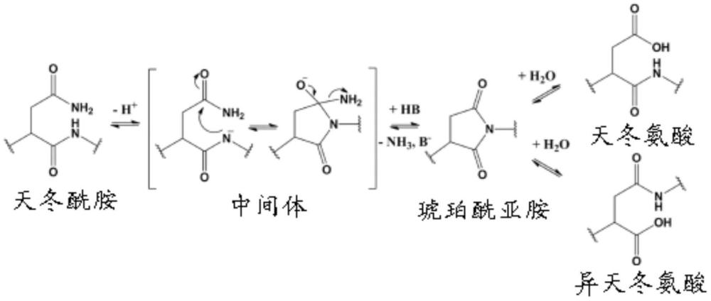 腺相关病毒(AAV)进化枝F载体及其用途