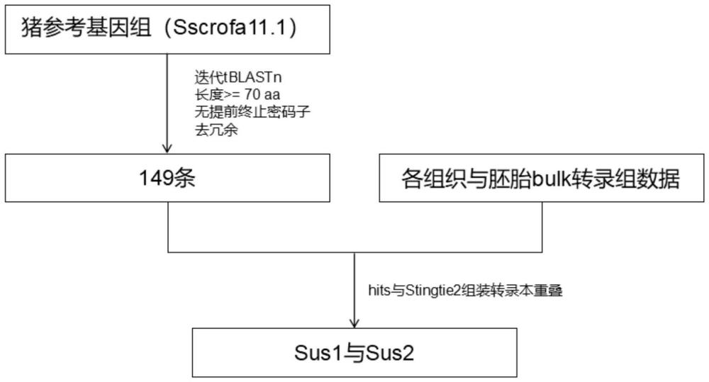 一种筛选与鉴定猪胚胎附植关键基因的方法