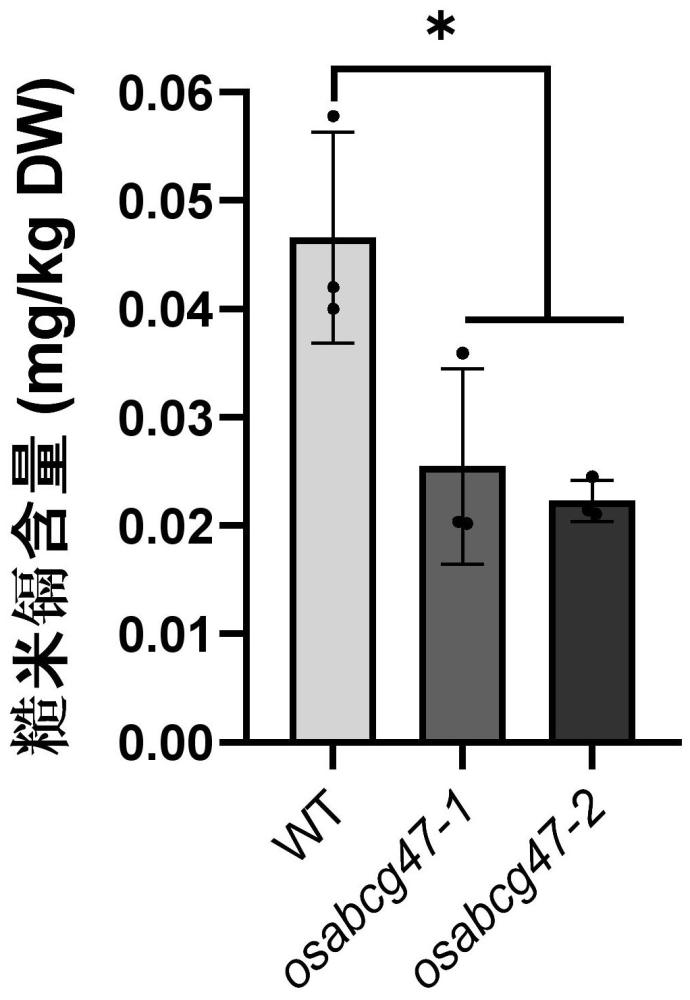 水稻OsABCG47基因的突变体序列及其在调控稻米镉积累方面的方法和应用